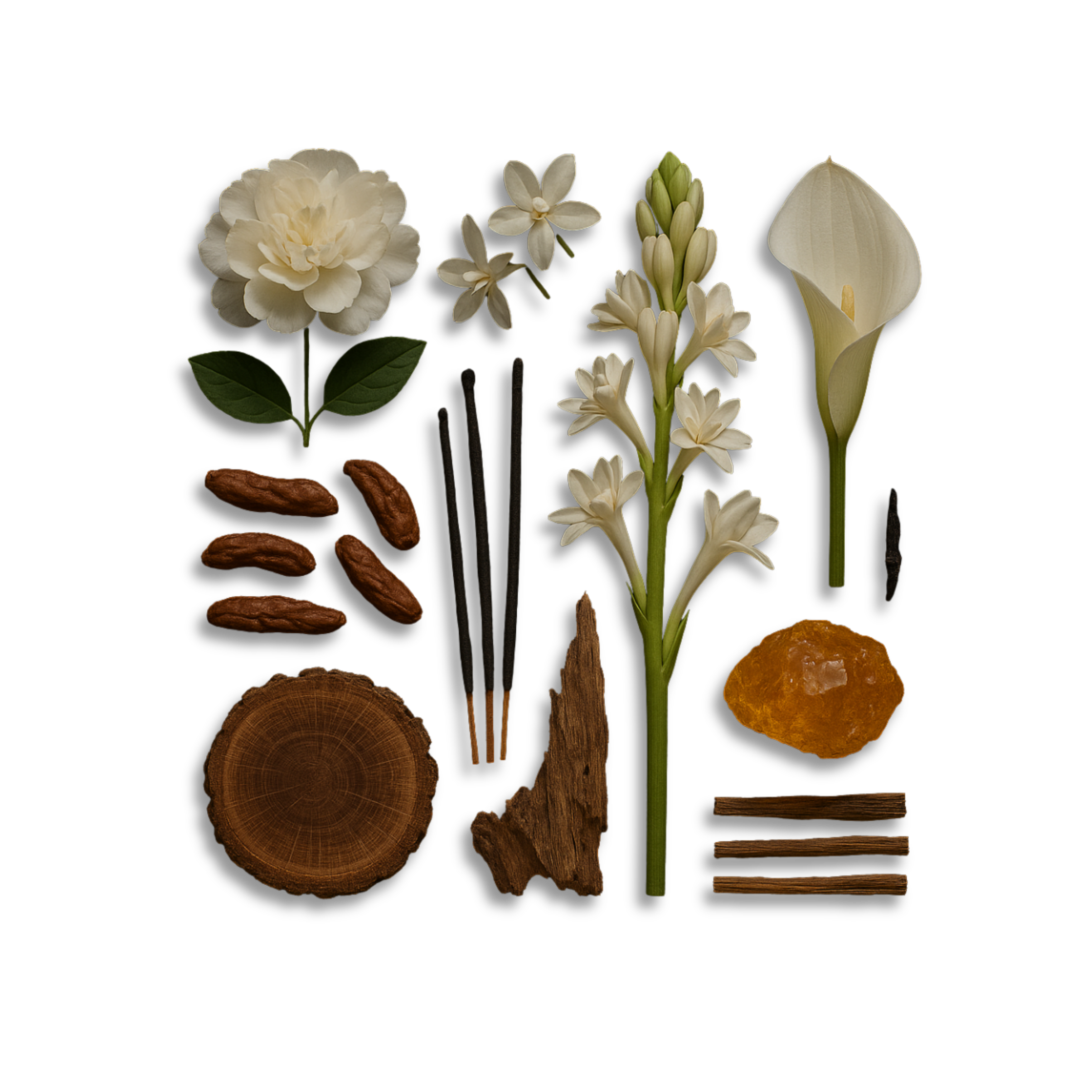 Ingredients of TUBÉREUSE by LENTO FRAGRANCES — white peony, jasmine, tubéreuse, tamarind, arum lily, incense, sandalwood, and amber.